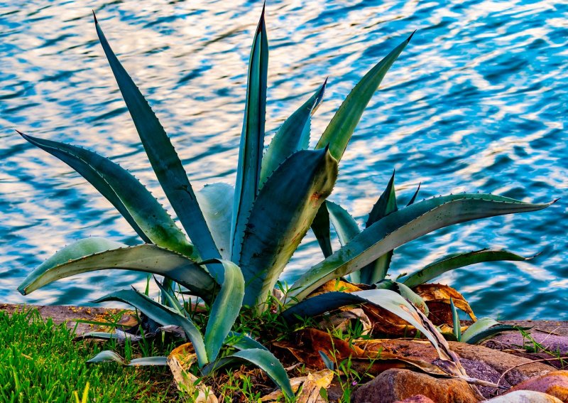 Agave victoriae Reginae