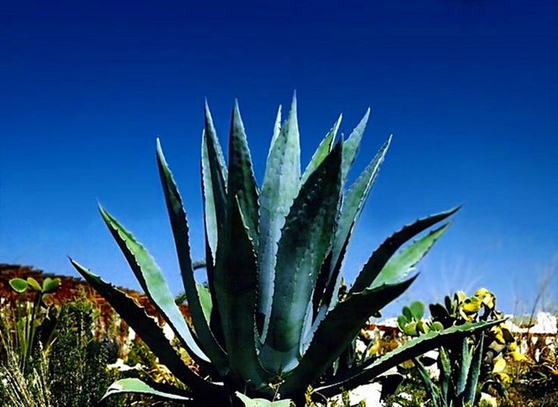 Agave xylonacantha