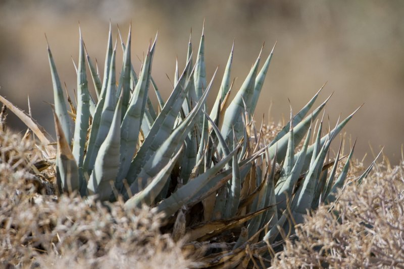 Agave chinensis Агава китайская