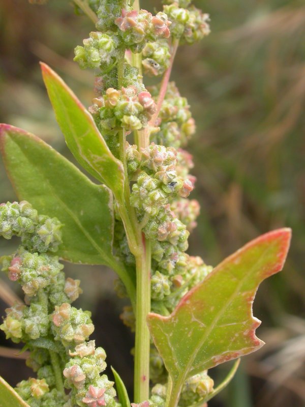 Марь белая (Chenopodium album l.)