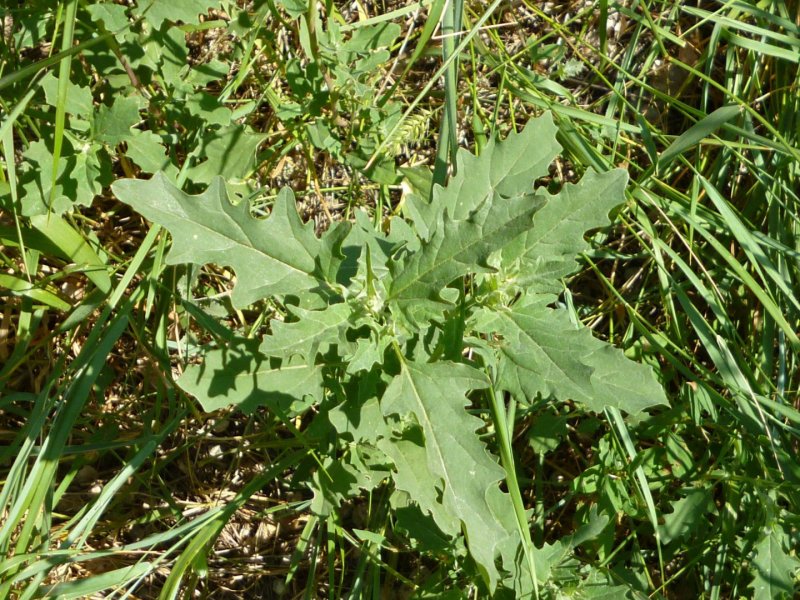 Лебеда (Atriplex)
