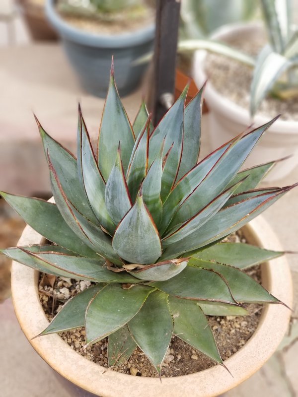 Agave nussaviorum