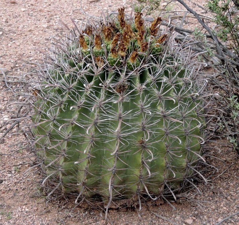 Agave Azul Flower