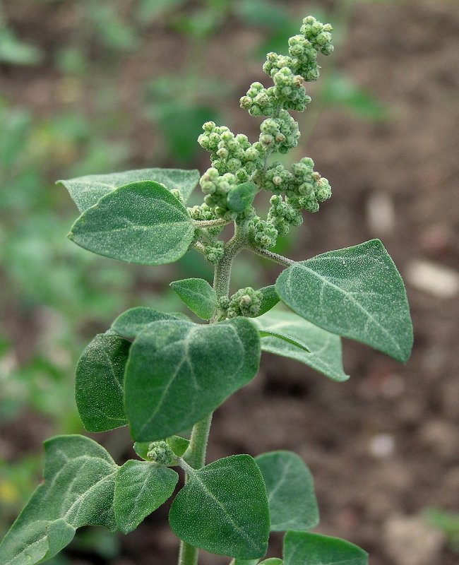 Марь (Chenopodium)