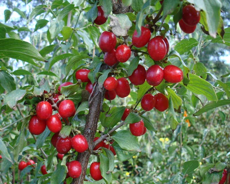 Кизил кустарник