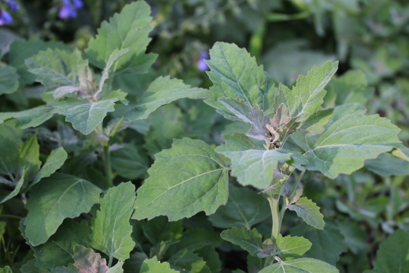 Лебеда (Atriplex)