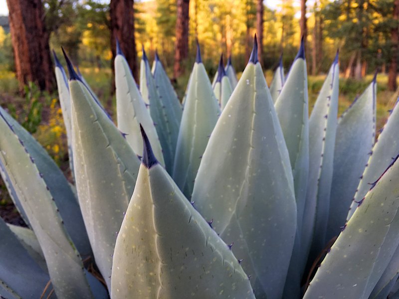Agave lophantha