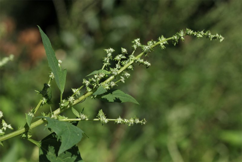 Chenopodium acuminatum