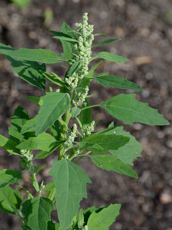 Chenopodium album l.