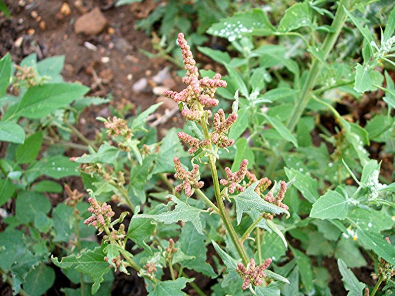 Chenopodium album