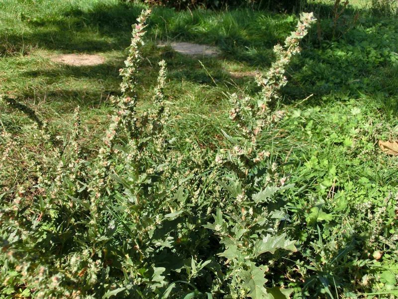 Лебеда (Atriplex)
