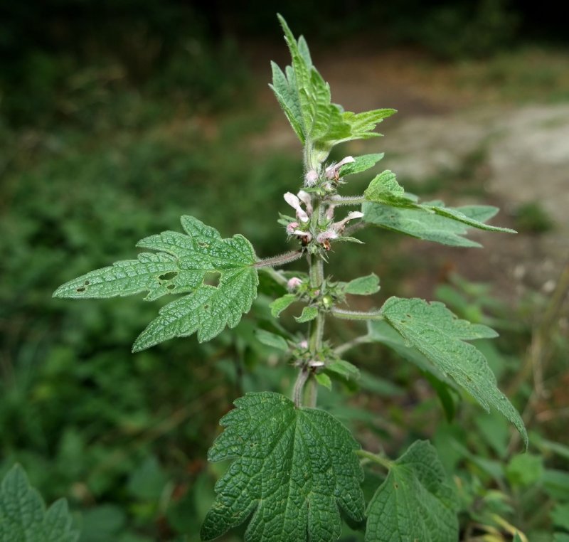Марь белая (Chenopodium album)
