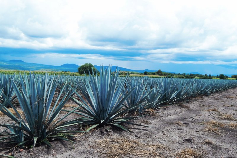 Agave flexispina