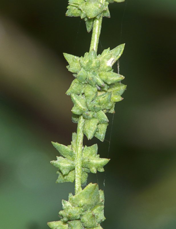 Chenopodium album