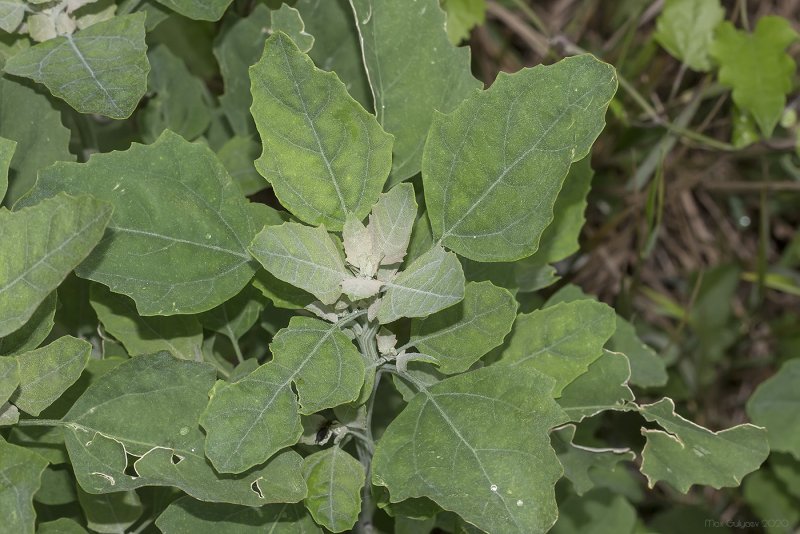 Марь белая (Chenopodium album)