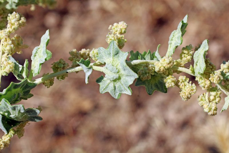 Лебеда (Atriplex)