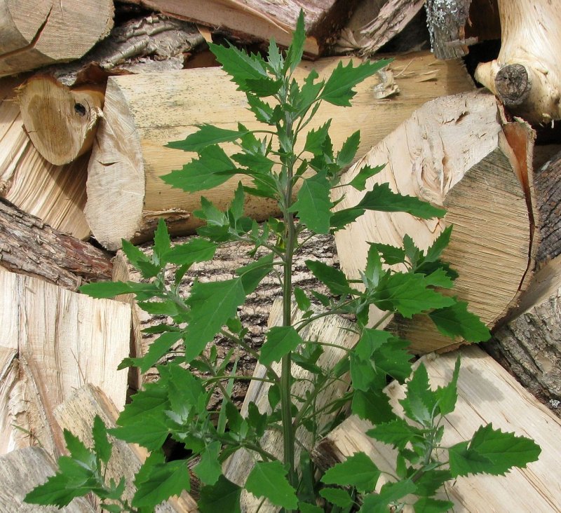 Марь (Chenopodium)
