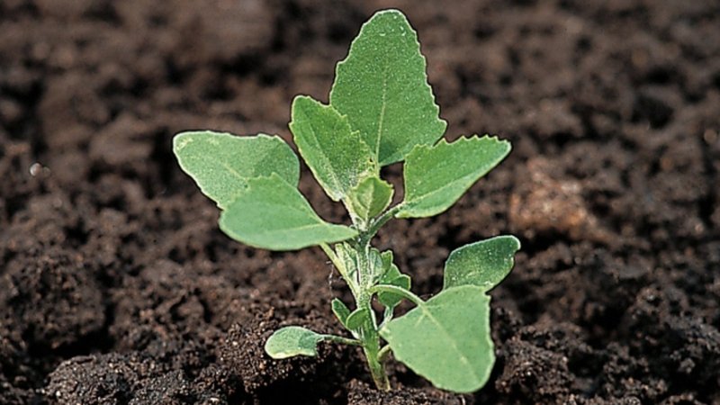 Chenopodium album