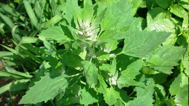 Марь (Chenopodium)