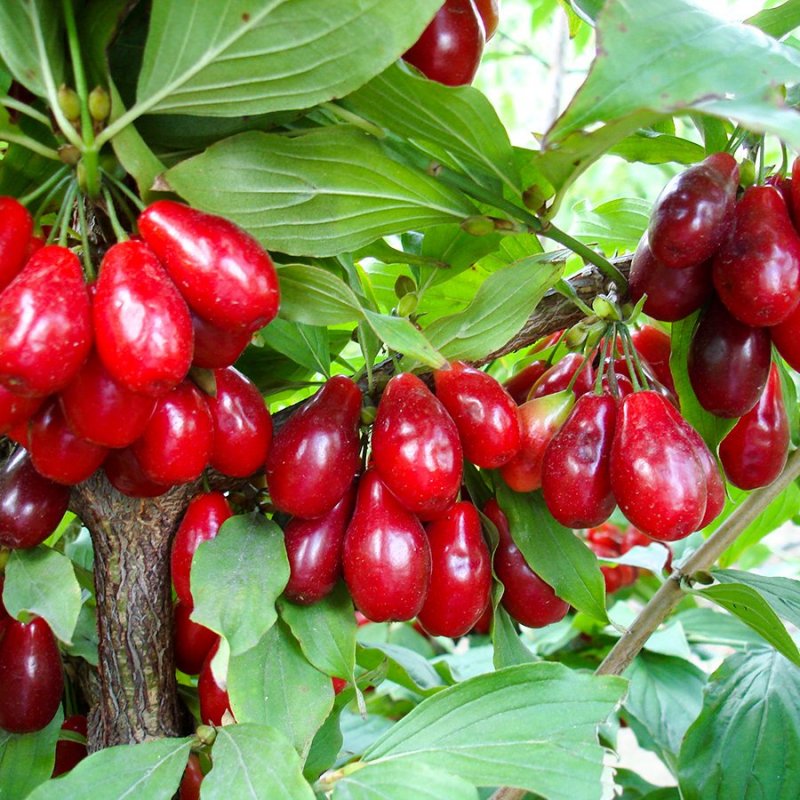Кизил Cornus mas