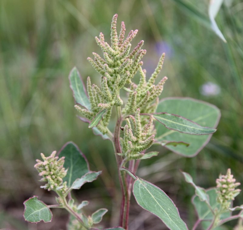 Марь (Chenopodium)