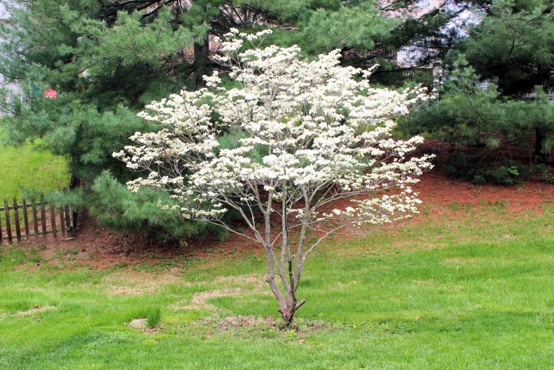 Кизил Цветущий (Cornus Florida)