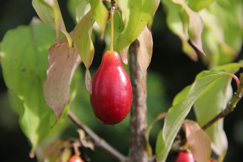 Кизил обыкновенный (Cornus mas)