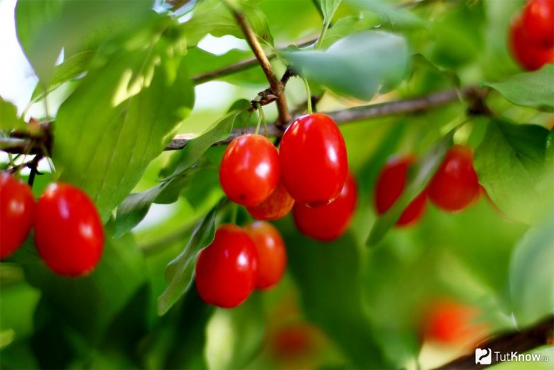 Кизил Dogwood