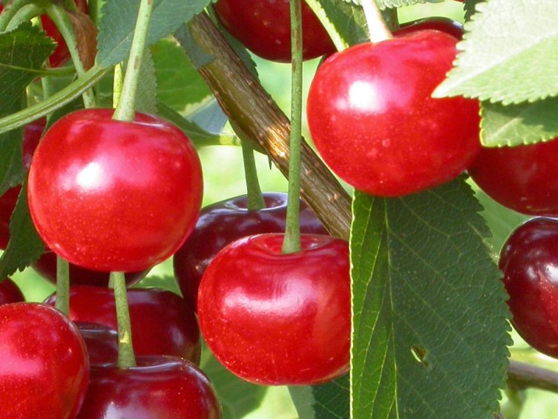 Низкорослые вишня плодовые деревья