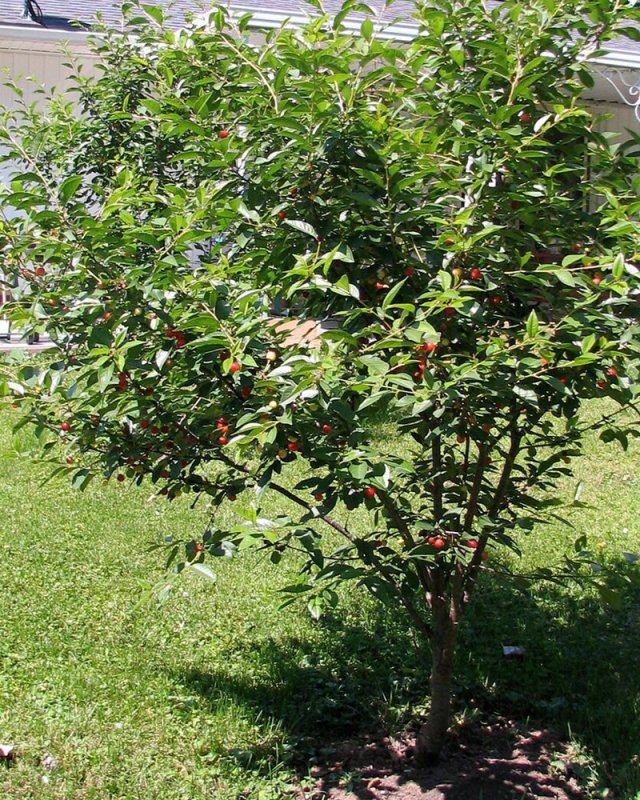 Карликовая вишня