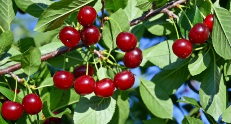 Вишня войлочная Натали куст