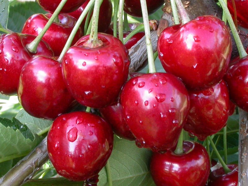 Саженцы черешни Кордия