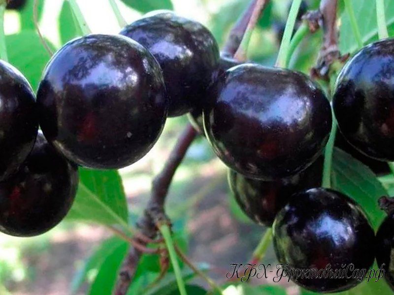 Prunus pumila вишня Песчаная,