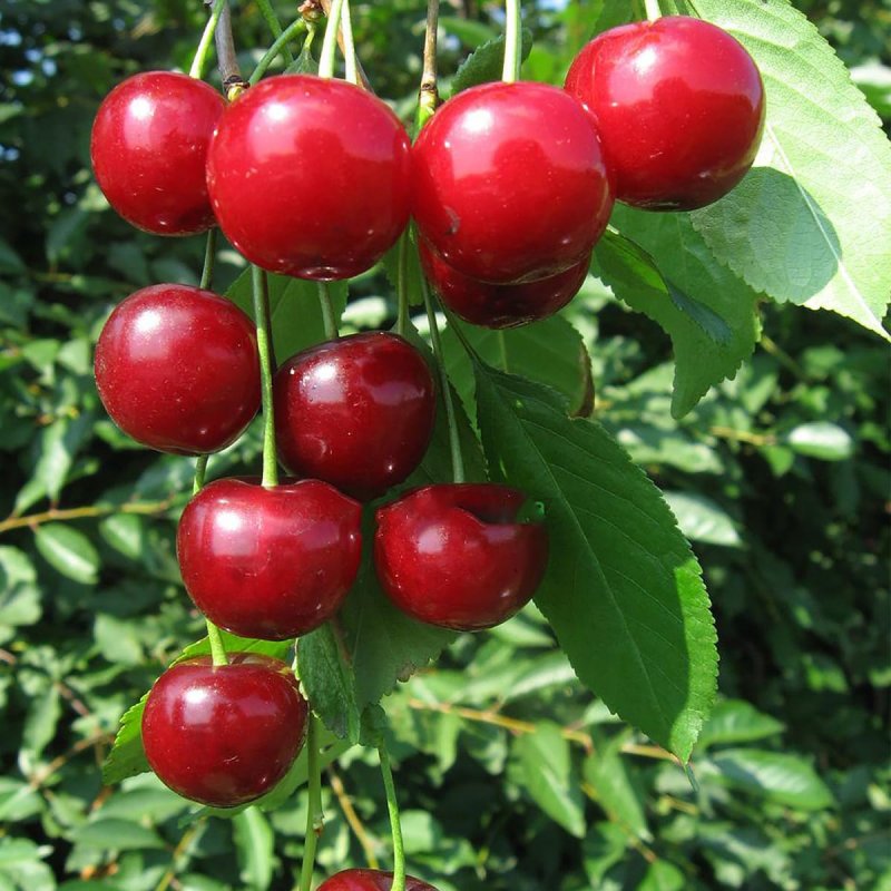 Вишня Сибирская кустовая