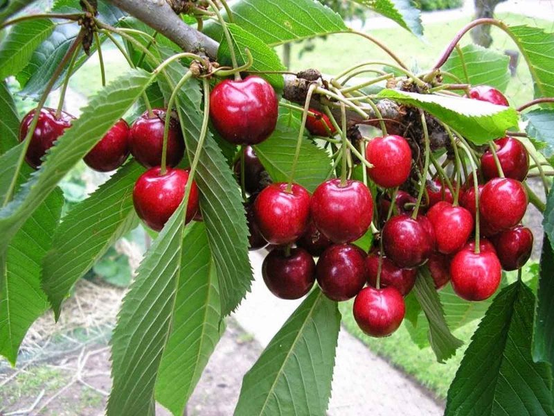 Вишня на короткой ножке