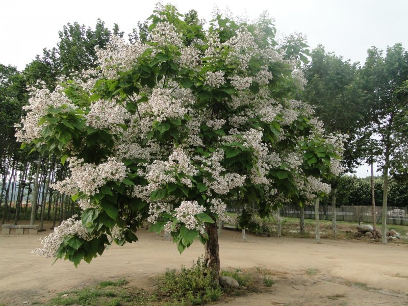 Катальпа бигнониевидная