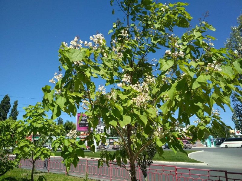 Катальпа прекрасная Catalpa speciosa