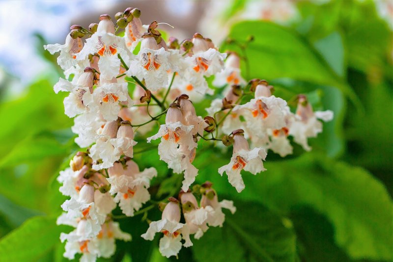 Катальпа прекрасная (speciosa)