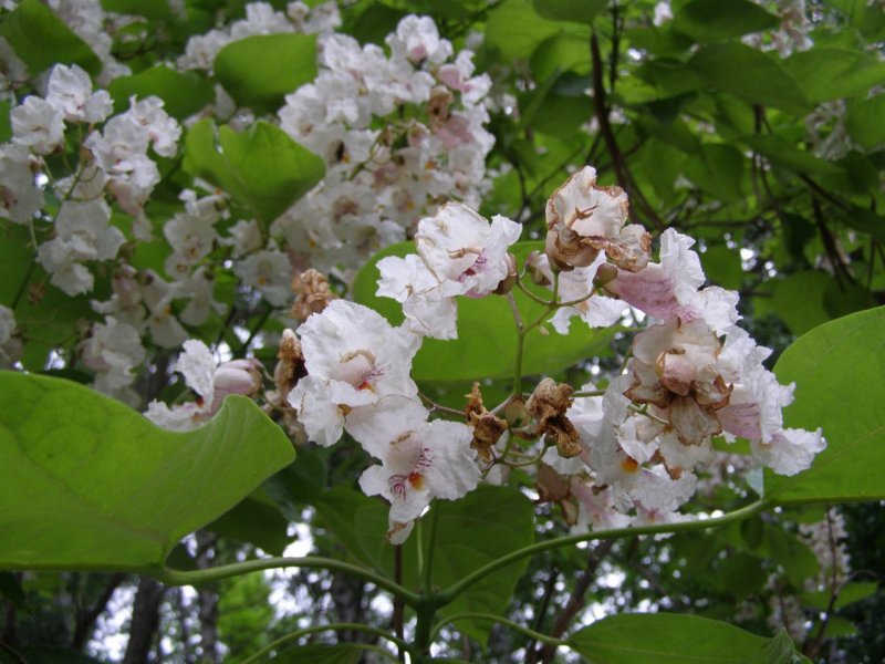Катальпа speciosa