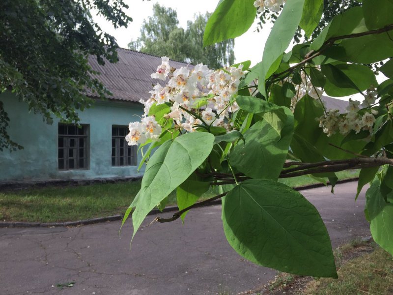 Катальпа Нана