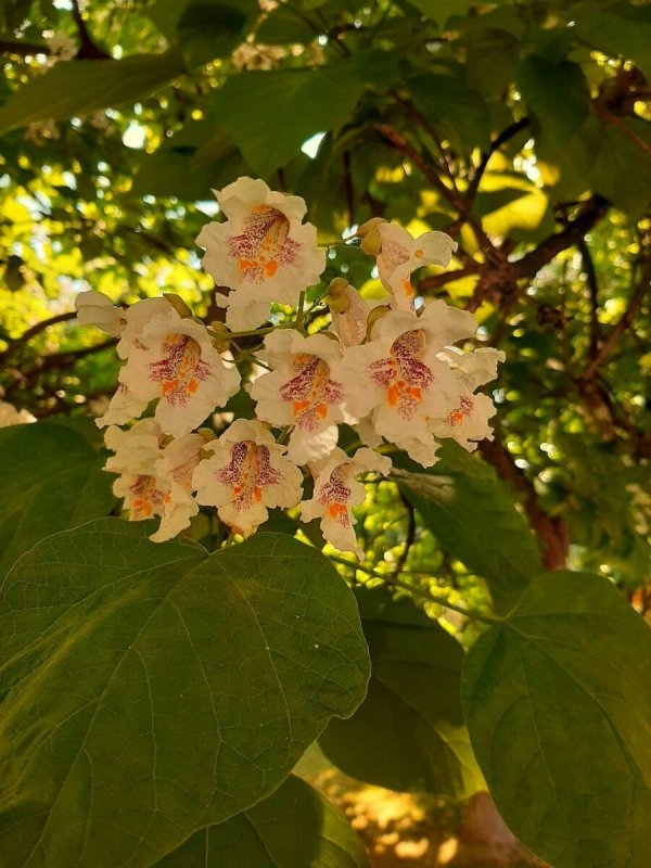 Катальпа прекрасная (speciosa)