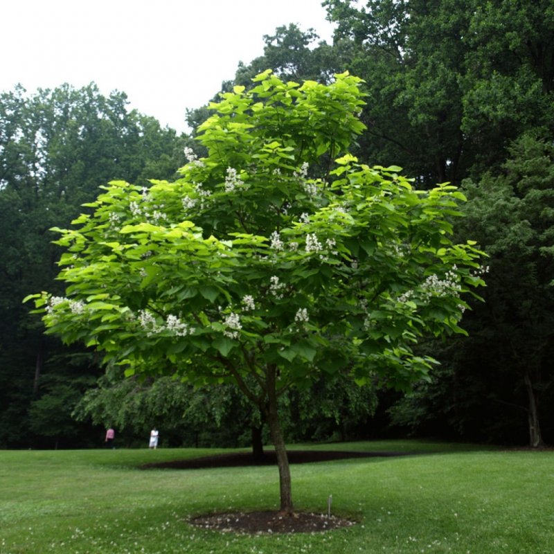 Катальпа бигнониевидная (Catalpa bignonioides)