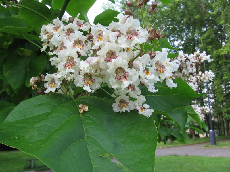 Катальпа speciosa