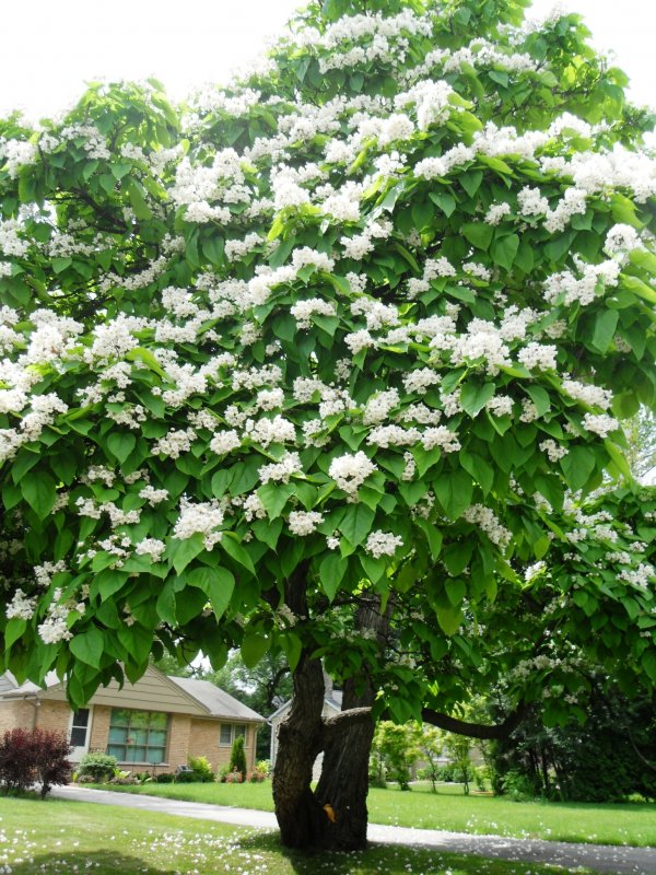 Catalpa bignonioides 'Bungei'