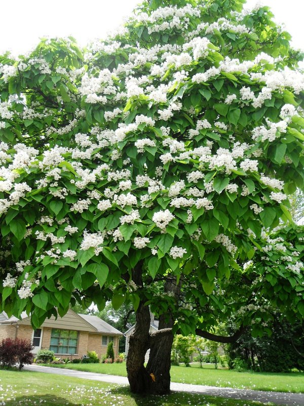 Катальпа бигнониевидная (Catalpa bignonioides)
