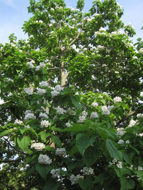 Катальпа бигнониевидная (Catalpa bignonioides)
