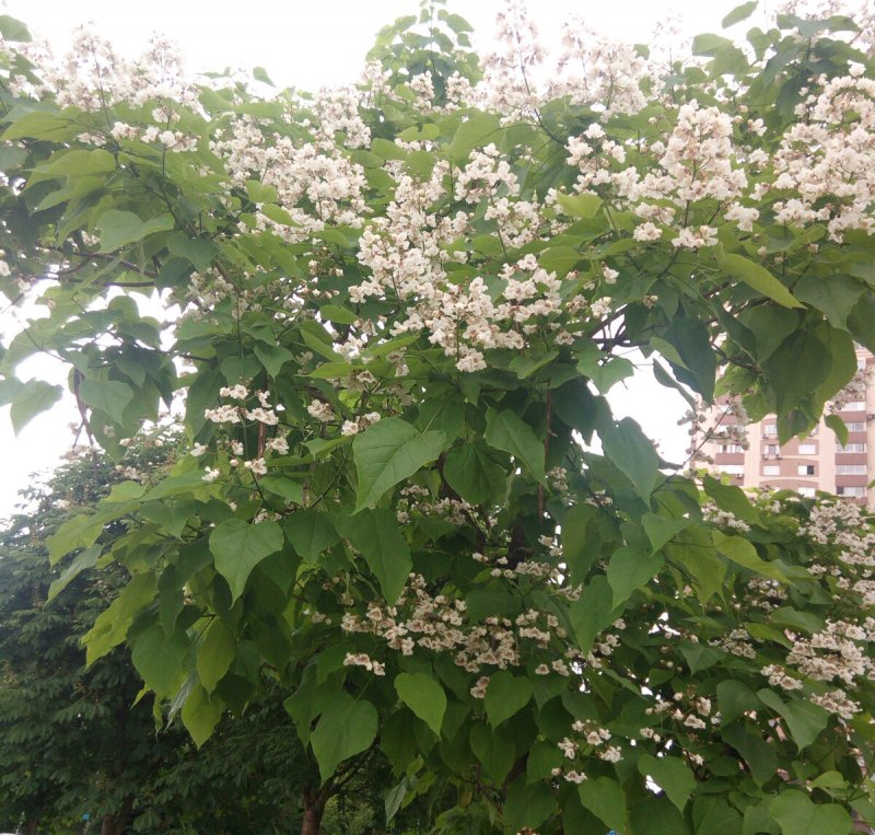 Макаронное дерево катальпа
