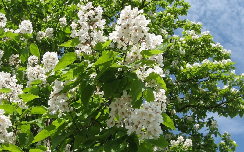 Катальпа цветет