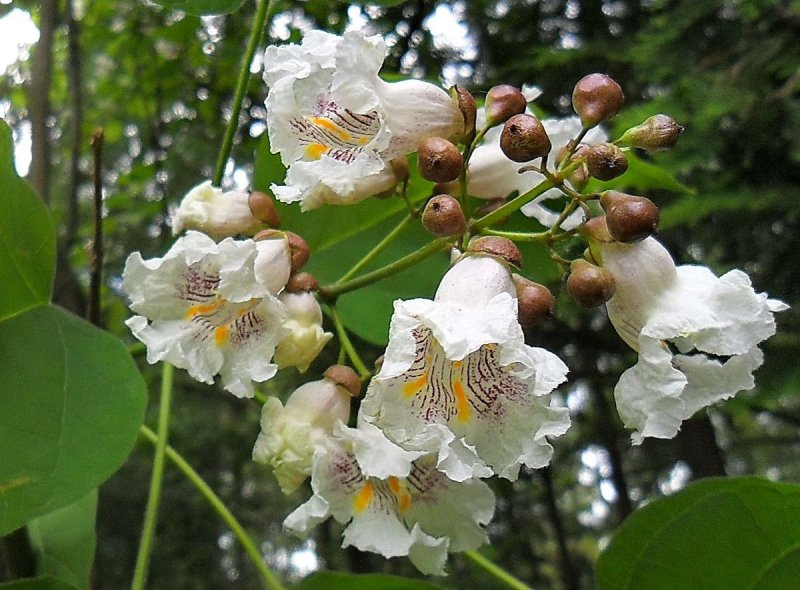 Катальпа speciosa