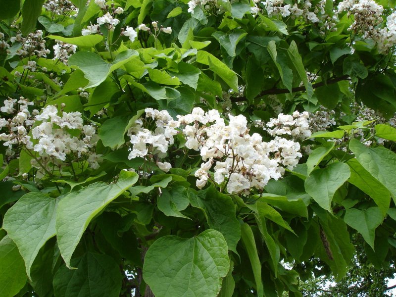 Катальпа Фаргеза
